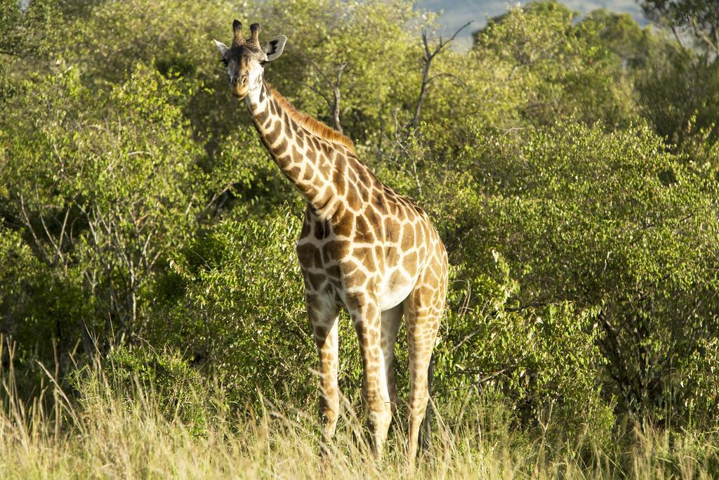 Mara Engai Lodge Lolgorien Eksteriør bilde