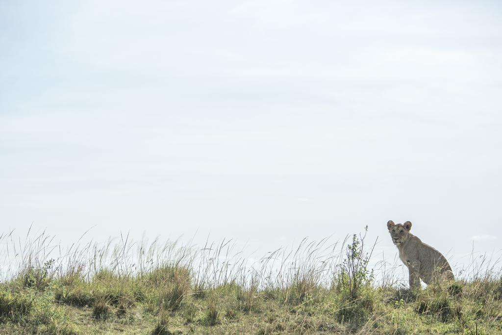 Mara Engai Lodge Lolgorien Eksteriør bilde